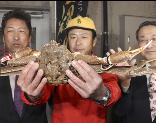 日本螃蟹拍卖价高达500万 堪称“螃蟹界的兰博基尼”-兰博基尼-前程无忧-日本螃蟹-企一网​