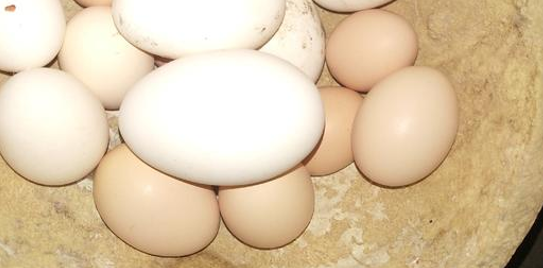 山东鸡蛋价格创年内新低 最低5.30元/公斤