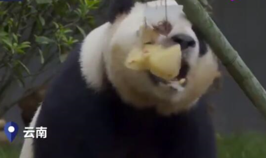 什么？连大熊猫都吃上了冰粽？再瞅瞅自己！