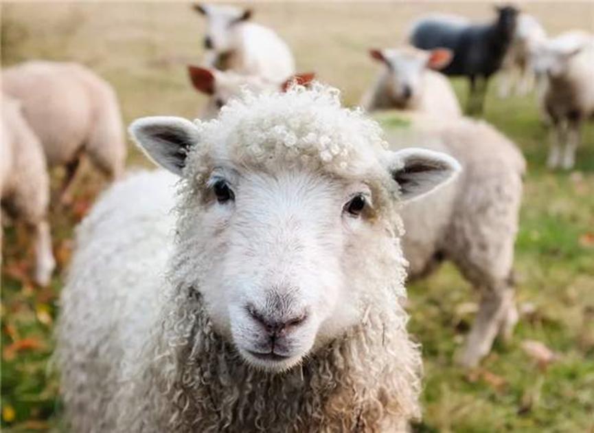 蒙古国送的3万只羊会变成羊肉，外界关注其去向