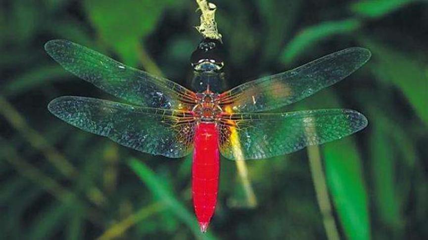 海南首次发现红腹异蜻，或是自然扩散的结果