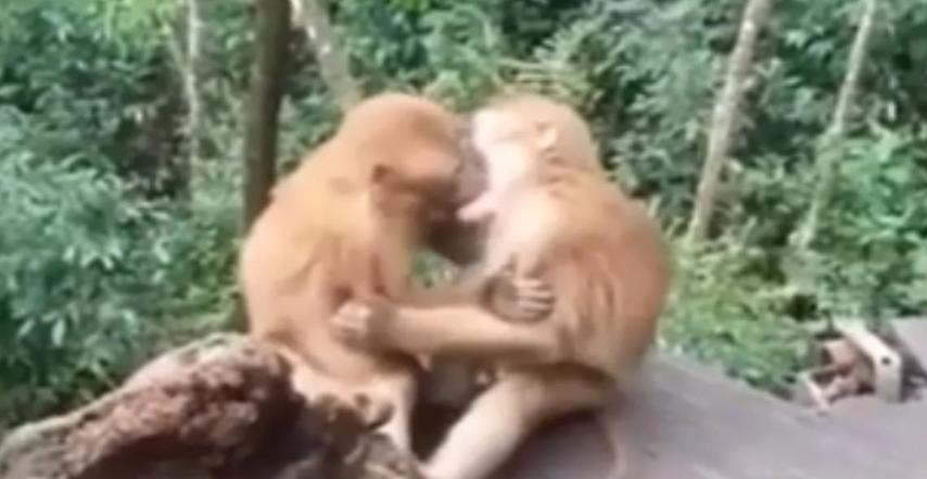 两只猴子正在接吻，被人类发现之后害羞打闹
