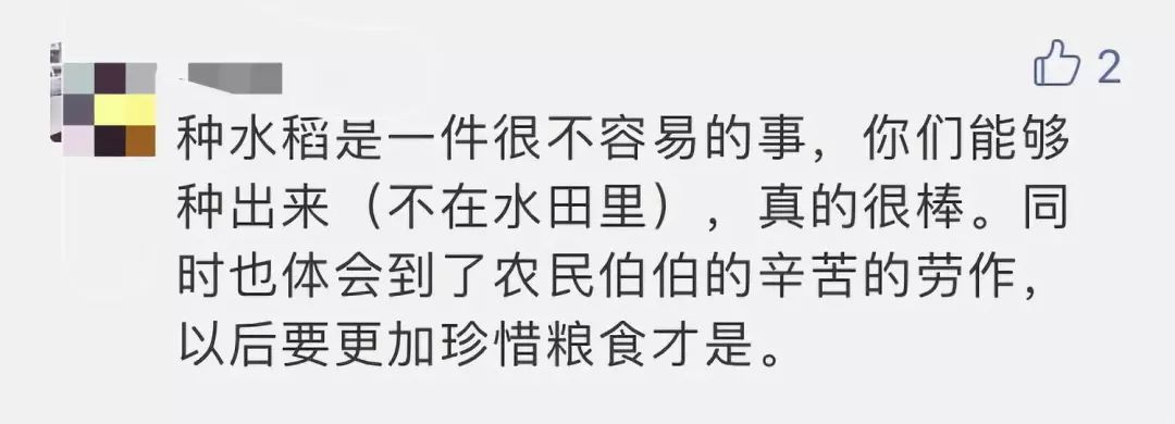 大二男生历经5个月,成功种出杂交水稻,网友称袁老后继有人-企一网