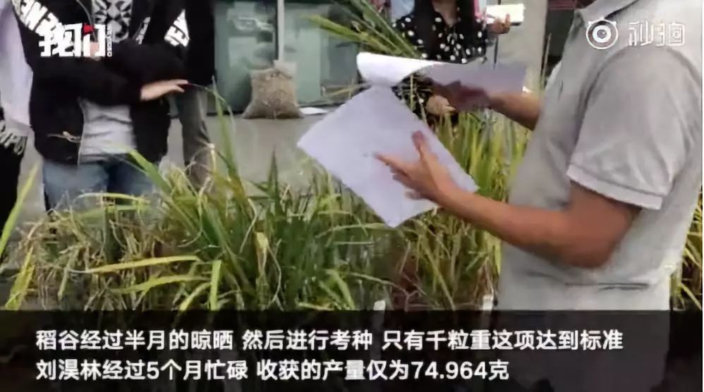 大二男生历经5个月,成功种出杂交水稻,网友称袁老后继有人-企一网