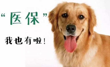友安革新宠物保险生E态链