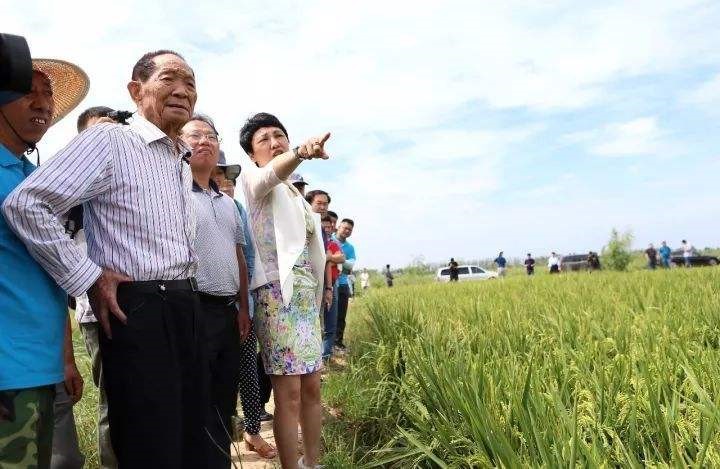 提出发展海水稻