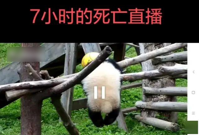 大熊猫“禄禄仔”离世