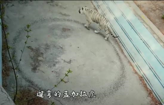 北京动物园回应老虎魔性转圈