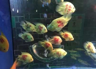 鱼背有字海洋馆回应