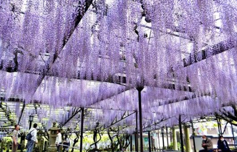 日本剪掉紫藤花