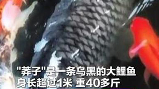 捕网红鱼嫌疑人自首