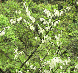 梵净山鸽子花开