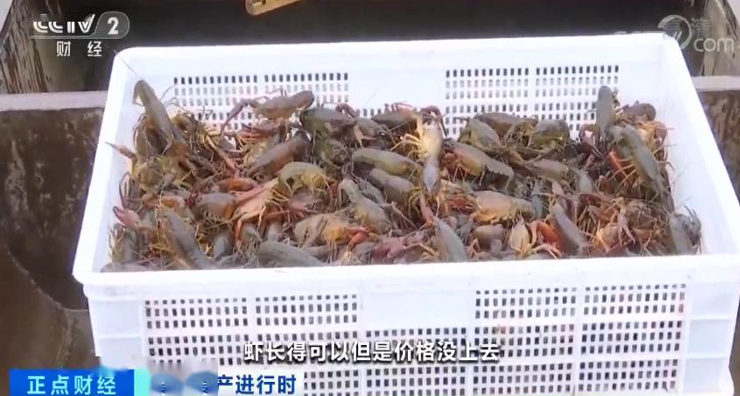 小龙虾收购价几近“腰斩”