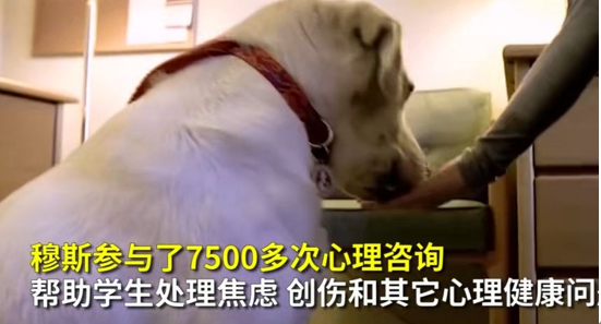 治疗犬获博士学位