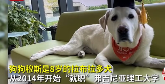 治疗犬获博士学位