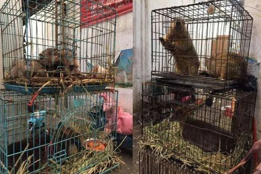 武汉全面禁止食用野生动物