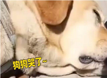 交警扮盲人带导盲犬乘车被拒
