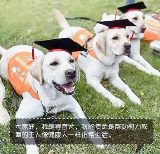 交警扮盲人带导盲犬乘车被拒
