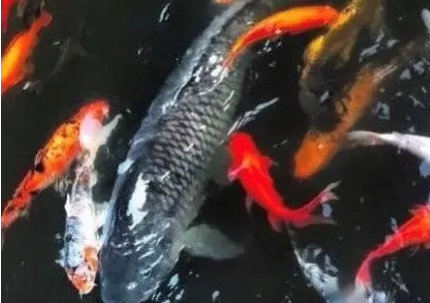 缺乏科学性的盲目放生是对生命的漠视