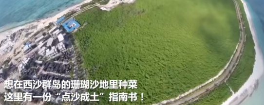 西沙战士在盐碱沙地种出蔬菜