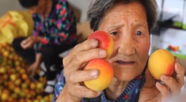 80岁老奶奶直播卖杏