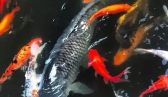 重庆网红鱼“莽子”后续