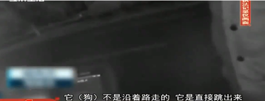 宠物狗没拴绳被车撞死主人赔偿7万车损 