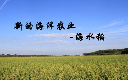 全国今年预计推广10万亩海水稻
