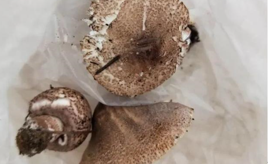 湖南多人误食野生蘑菇中毒，导致百人住院！