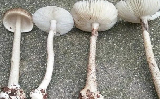 湖南多人误食野生蘑菇中毒，导致百人住院！