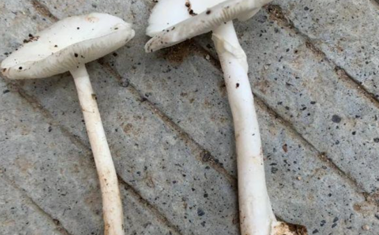 湖南多人误食野生蘑菇中毒，导致百人住院！