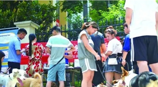 大妈遛狗不牵绳，狗被城管带走后还撒泼打滚
