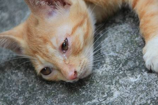小伙下臭水沟救流浪猫