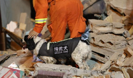 搜救犬参与爆炸救援不幸受伤