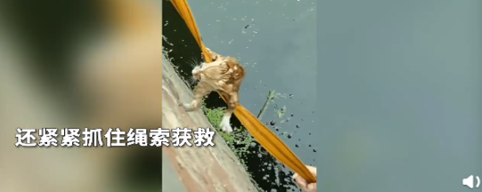 小伙下臭水沟救流浪猫