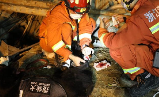 搜救犬参与爆炸救援不幸受伤
