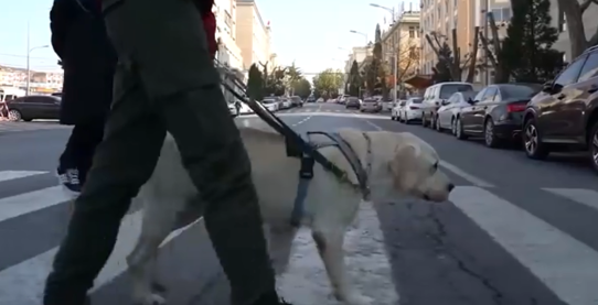 训练导盲犬十分困难，投入资金超过十五万