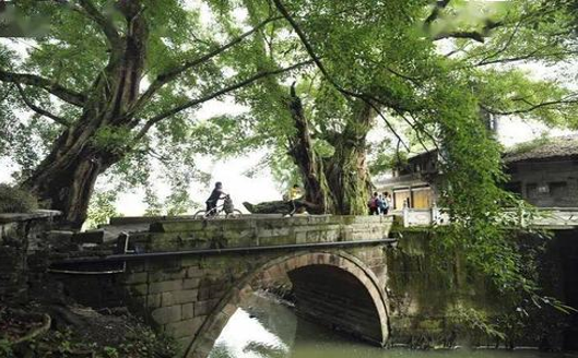 重庆一400年的老树穿楼生长，场面太壮观！