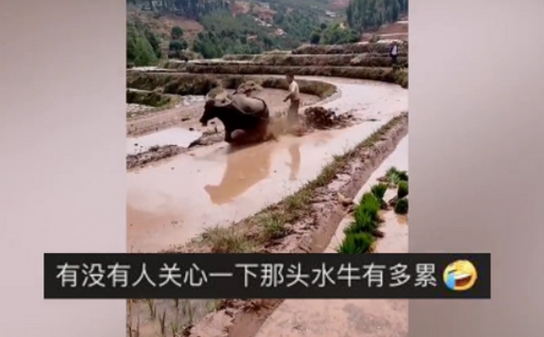 “乘风破浪”的小伙，耕地都能耕出新花样！