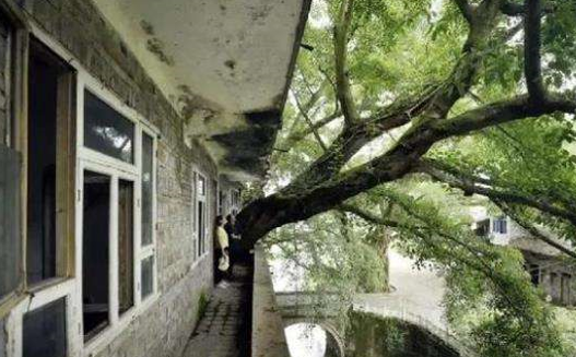 重庆一400年的老树穿楼生长，场面太壮观！