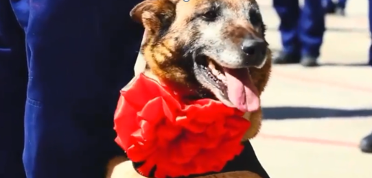 搜救犬光荣退役，却扒着训导员衣角不想离去