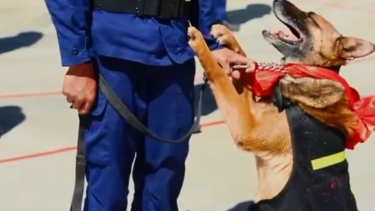 搜救犬光荣退役，却扒着训导员衣角不想离去