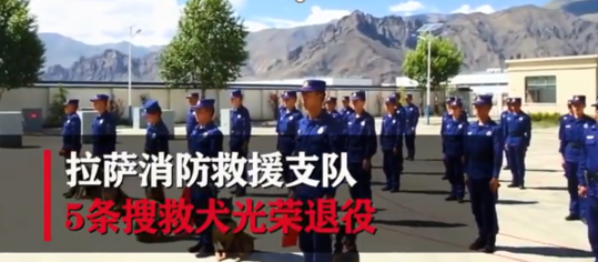 搜救犬光荣退役，却扒着训导员衣角不想离去