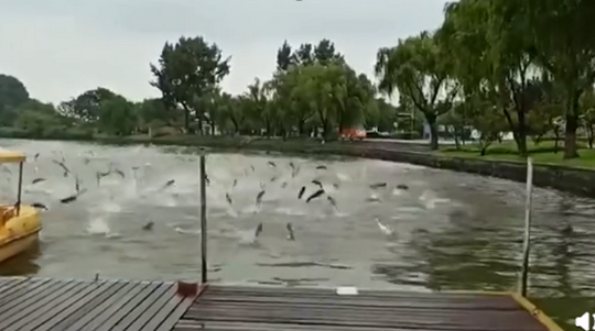 奇观！玄武湖公园现群鱼跳跃
