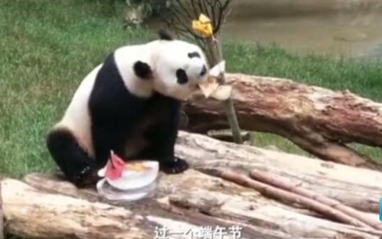 连大熊猫都吃上了冰粽？