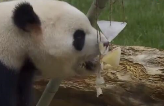 连大熊猫都吃上了冰粽？