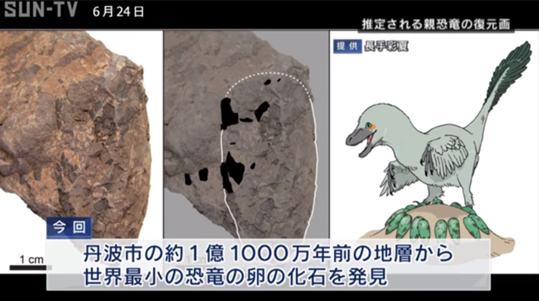 日本发现最小恐龙蛋化石，重10g左右，大小堪比鹌鹑蛋
