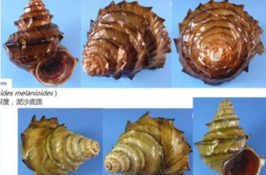 螺蛳拟列为国家保护动物！