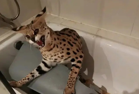 晒猫还会被举报？男子炫富