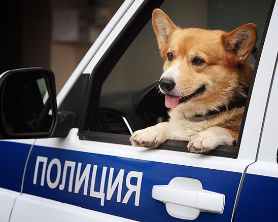 俄罗斯柯基警犬退役，曾在技能比赛中获奖